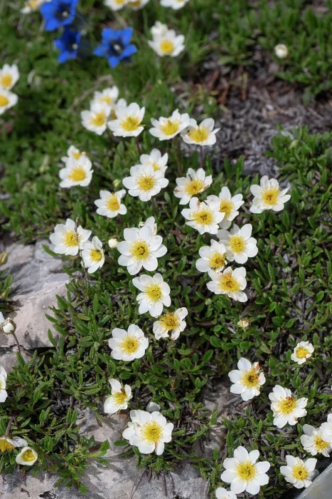 Framed Print : Mountain avens (Dryas octopetala) in flower, Dolomites, Italy. June Framed Print : Mountain avens (Dryas octopetala) in flower, Dolomites, Italy. June