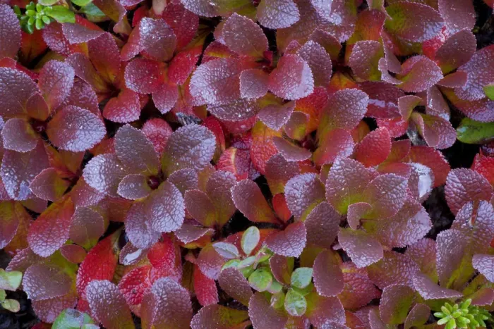 Framed Print : Mountain bearberry (arctostaphylos alpinus) Sarek National Park, Laponia World Heritage Site Framed Print : Mountain bearberry (arctostaphylos alpinus) Sarek National Park, Laponia World Heritage Site