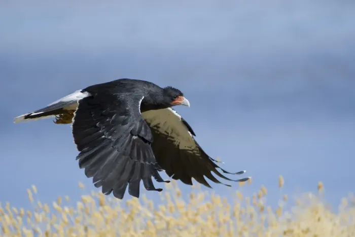 Framed Print : Mountain Caracara (Phalcoboenus megalopterus) taking off, Laguna Canapa, Altiplano Framed Print : Mountain Caracara (Phalcoboenus megalopterus) taking off, Laguna Canapa, Altiplano