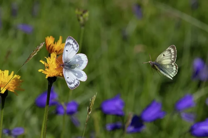 Framed Print : Mountain clouded yellow butterfly (Colias phicomone) male approaching female resting on flower, Switzerland. August Framed Print : Mountain clouded yellow butterfly (Colias phicomone) male approaching female resting on flower, Switzerland. August