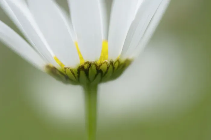 Framed Print : Mountain daisy (Leucanthemum adustum) flower, Liechtenstein, June 2009 Framed Print : Mountain daisy (Leucanthemum adustum) flower, Liechtenstein, June 2009