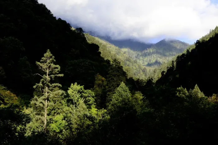 Framed Print : Mountain forests where the Yunnan snub-nosed monkey (Rhinopithecus bieti) lives, Yunnan, China
