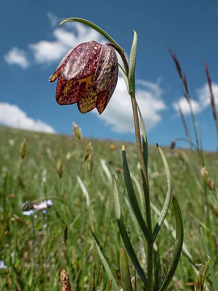 Mountain fritillary (Fritillaria montana) in flower on the slope of Mount Vettore, Umbria, Italy. May