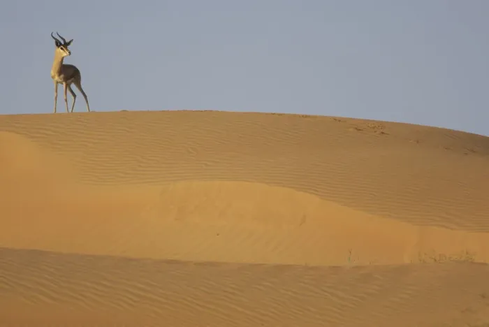 Framed Print : Mountain gazelle (Gazella gazella) standing on sand dune, Dubai Desert Conservation Reserve Framed Print : Mountain gazelle (Gazella gazella) standing on sand dune, Dubai Desert Conservation Reserve