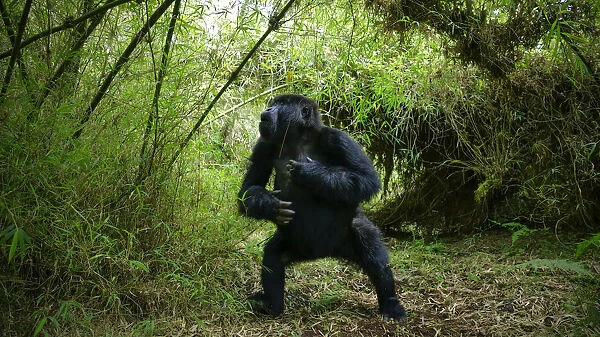 Mountain gorilla (Gorilla berengei), aggressive young male from Titus Group, Visoke