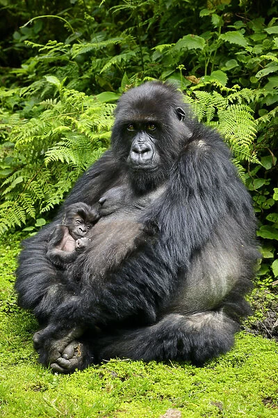 Mountain gorilla (Gorilla berengei) female holding newborn baby