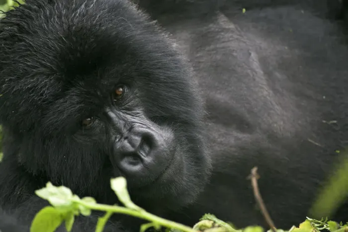 Framed Print : Mountain gorilla {Gorilla berengei berengei} lying down portrait, Parc des Volcans NP Framed Print : Mountain gorilla {Gorilla berengei berengei} lying down portrait, Parc des Volcans NP