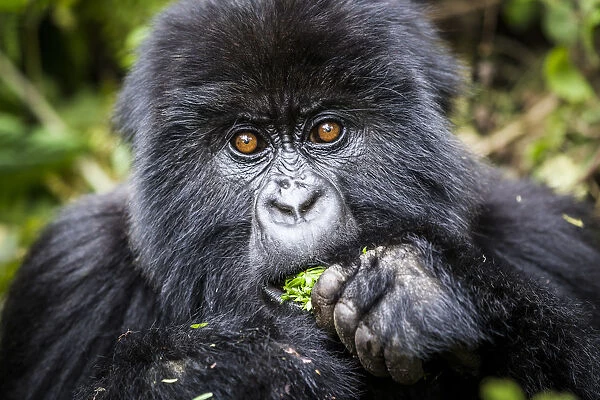 Mountain gorilla (Gorilla beringei) young eating plant, Bwenge group, slope of the Karisoke Volcano
