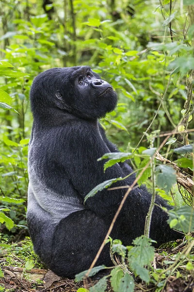 Mountain gorilla (Gorilla beringei) silverback dominant male sitting portrait, Kwitonda Group