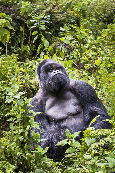 Mountain gorilla (Gorilla beringei) silverback at rest (named Munyinya), Hirwa group