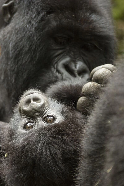 Mountain gorilla (Gorilla beringei beringe) female with baby age, 4 months, Volcanoes National Park