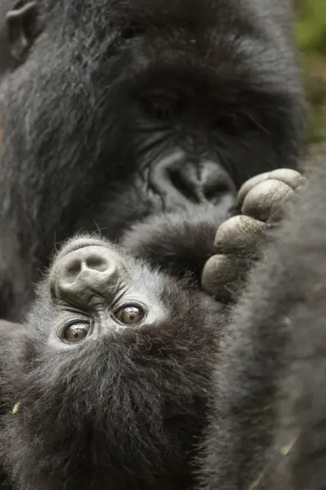 Framed Print : Mountain gorilla (Gorilla beringei beringe) female with baby age, 4 months, Volcanoes National Park Framed Print : Mountain gorilla (Gorilla beringei beringe) female with baby age, 4 months, Volcanoes National Park
