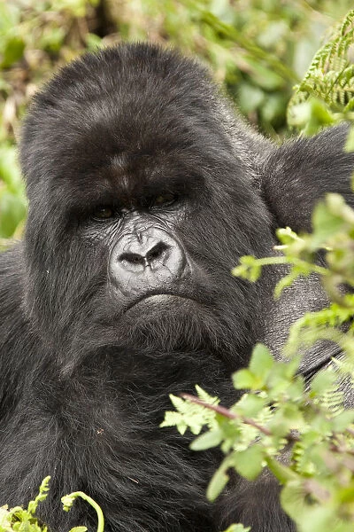 Mountain gorilla (Gorilla beringei beringei) Amahoro group, silverback, portrait