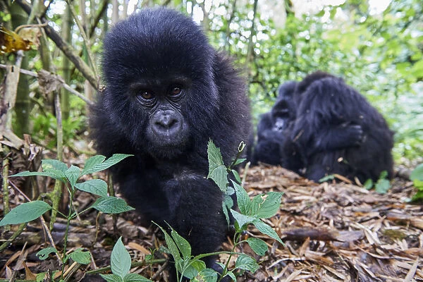 Mountain gorilla (Gorilla beringei beringei) juvenile male, aged 2 years, approaching camera
