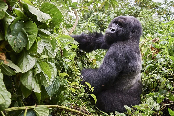 Mountain gorilla (Gorilla beringei beringei) silverback male, ember of the Kabirizi group