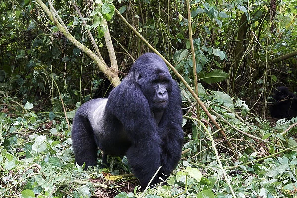 Mountain gorilla (Gorilla beringei beringei) silverback male, member of the Bageni group