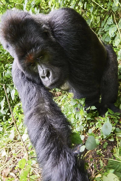Mountain gorilla (Gorilla beringei beringei) silverback male, member of the Humba group