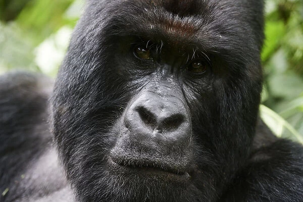 Mountain gorilla (Gorilla beringei beringei) silverback male, portrait, member of the Humba group