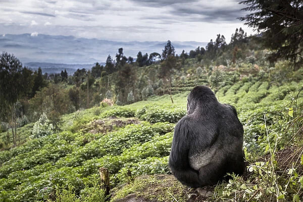 Mountain gorilla (Gorilla beringei beringei) silverback sitting on boundary wall