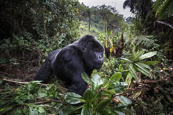 Mountain gorilla (Gorilla beringei beringei), dominant silverback in forest clearing
