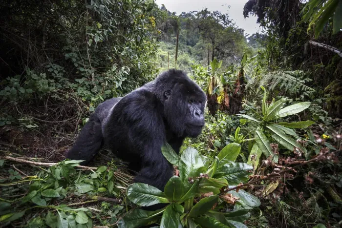 Framed Print : Mountain gorilla (Gorilla beringei beringei), dominant silverback in forest clearing Framed Print : Mountain gorilla (Gorilla beringei beringei), dominant silverback in forest clearing