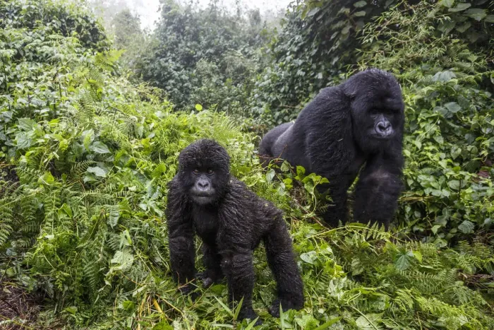 Framed Print : Mountain gorilla (Gorilla beringei beringei), silverback and juvenile son. Volcanoes National Park Framed Print : Mountain gorilla (Gorilla beringei beringei), silverback and juvenile son. Volcanoes National Park
