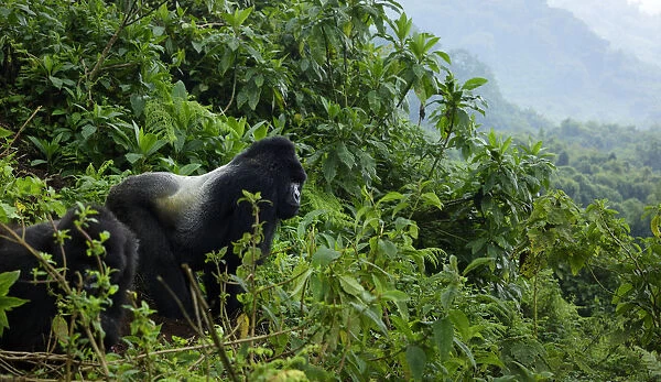 Mountain gorilla (Gorilla beringei beringei) male silverback from Sabyinyo group