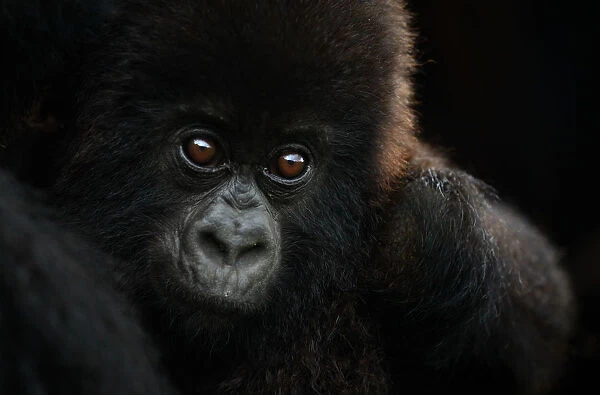 Mountain gorilla (Gorilla beringei beringei) small infant, Sabyinyo group