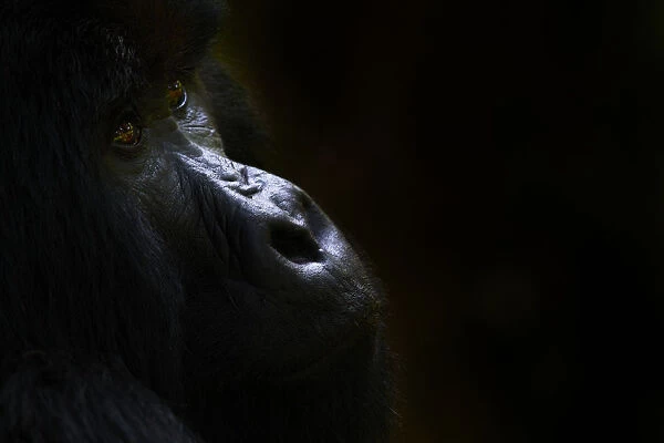 Mountain gorilla (Gorilla beringei beringei) silverback male, portrait