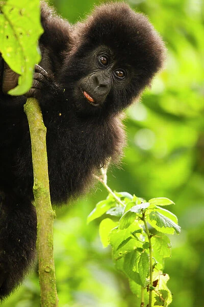 https://www.natureplprints.com/p/729/mountain-gorilla-gorilla-beringei-beringei-32099342.jpg.webp