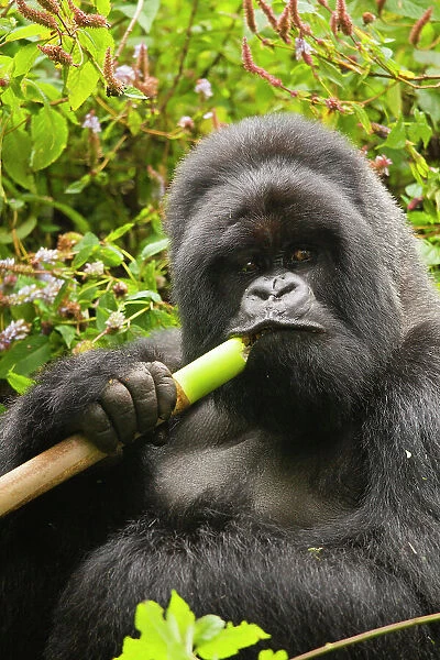 Mountain gorilla (Gorilla beringei beringei) silverbck eating bamboo, Hirwa group, Volcanoes National Park, Rwanda. Endangered