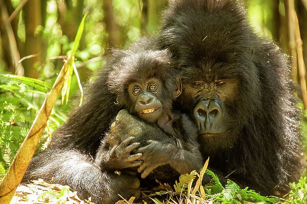Mountain gorilla (Gorilla beringei beringei) female hugging infant, Volcanoes National Park, Rwanda. Endangered