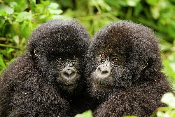 Mountain gorilla (Gorilla beringei beringei) infants with their heads close together, Kwitonda Group, Volcanoes National Park, Rwanda. Endangered