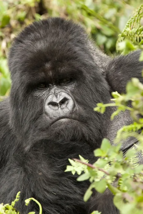 Framed Print : Mountain gorilla (Gorilla beringei beringei) Amahoro group, silverback, portrait Framed Print : Mountain gorilla (Gorilla beringei beringei) Amahoro group, silverback, portrait
