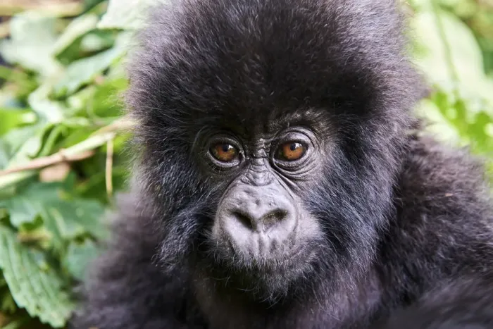 Framed Print : Mountain gorilla (Gorilla beringei beringei) baby, portrait, member of the Humba group Framed Print : Mountain gorilla (Gorilla beringei beringei) baby, portrait, member of the Humba group