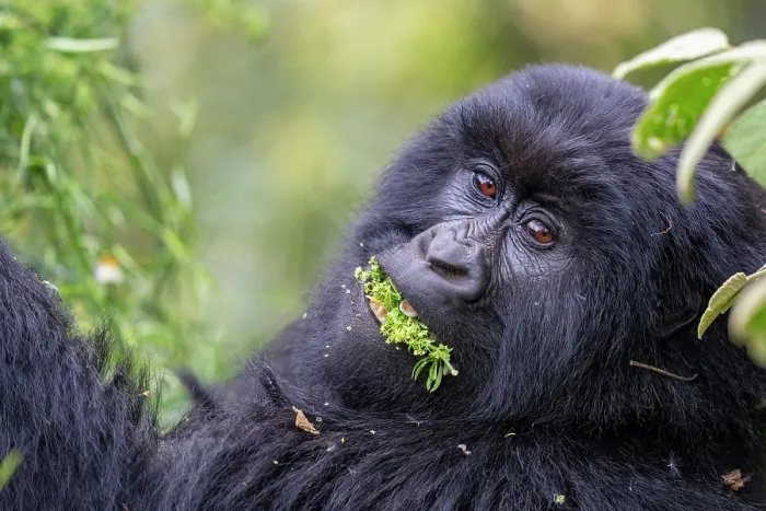 Framed Print : Mountain gorilla (Gorilla beringei beringei) feeding on a mouthful of leaves, Mgahinga Gorilla National Park, Uganda. Endangered Framed Print : Mountain gorilla (Gorilla beringei beringei) feeding on a mouthful of leaves, Mgahinga Gorilla National Park, Uganda. Endangered