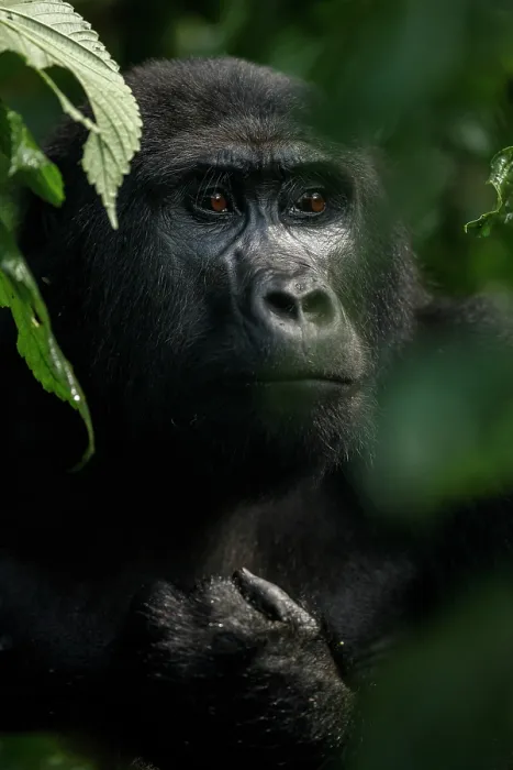 Framed Print : Mountain gorilla (Gorilla beringei beringei) female, portrait, Bwindi Impenetrable Forest, Uganda. Endangered Framed Print : Mountain gorilla (Gorilla beringei beringei) female, portrait, Bwindi Impenetrable Forest, Uganda. Endangered