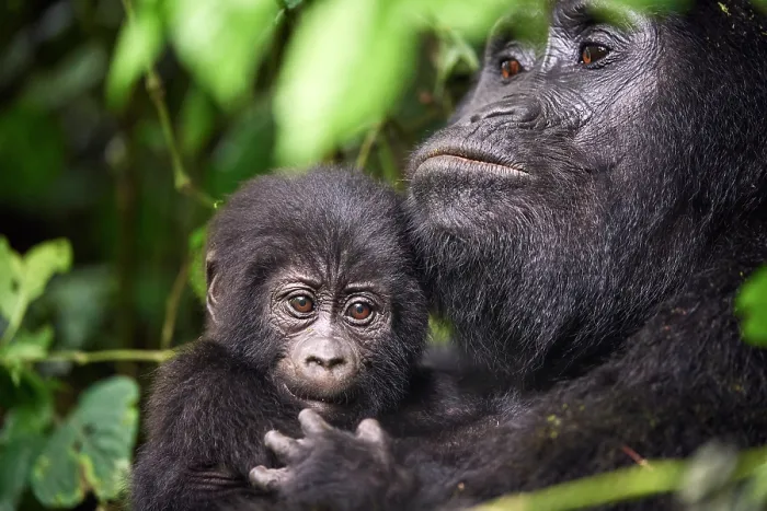 Framed Print : Mountain gorilla (Gorilla beringei beringei) female, holding infant, aged 2 months, head portrait, Bwindi Impenetrable Forest National Park, Uganda. Endangered Framed Print : Mountain gorilla (Gorilla beringei beringei) female, holding infant, aged 2 months, head portrait, Bwindi Impenetrable Forest National Park, Uganda. Endangered