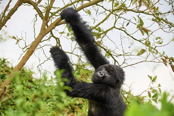 Framed Print : Mountain gorilla (Gorilla beringei beringei) female grabbing a branch to break it, Volcanoes National Park, Rwanda. Endangered Framed Print : Mountain gorilla (Gorilla beringei beringei) female grabbing a branch to break it, Volcanoes National Park, Rwanda. Endangered