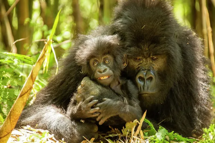 Framed Print : Mountain gorilla (Gorilla beringei beringei) female hugging infant, Volcanoes National Park, Rwanda. Endangered Framed Print : Mountain gorilla (Gorilla beringei beringei) female hugging infant, Volcanoes National Park, Rwanda. Endangered