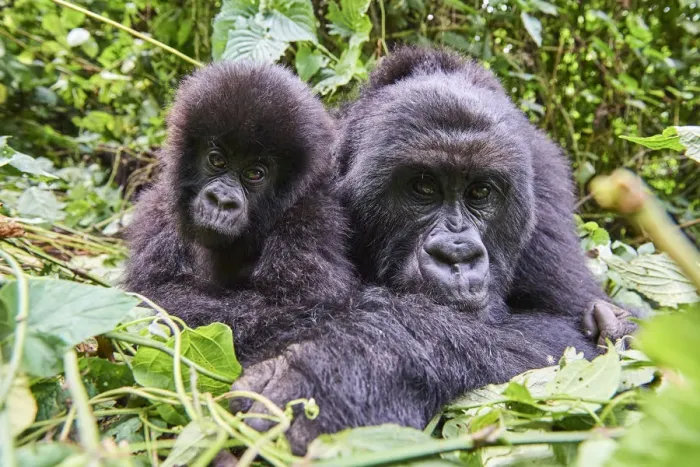 Framed Print : Mountain gorilla (Gorilla beringei beringei) female resting with her baby, members Framed Print : Mountain gorilla (Gorilla beringei beringei) female resting with her baby, members