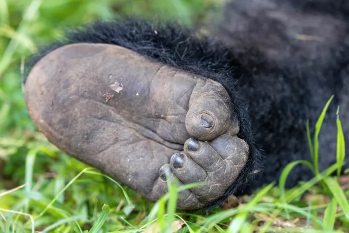 Framed Print : Mountain gorilla (Gorilla beringei beringei) foot, Mgahinga Gorilla National Park, Uganda. Endangered Framed Print : Mountain gorilla (Gorilla beringei beringei) foot, Mgahinga Gorilla National Park, Uganda. Endangered