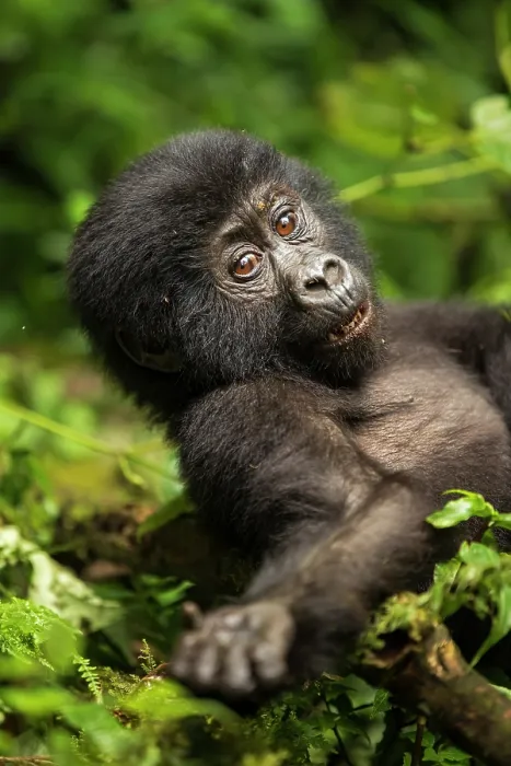 Framed Print : Mountain gorilla (Gorilla beringei beringei) infant, resting on forest floor, Bwindi Impenetrable Forest, Uganda. Endangered Framed Print : Mountain gorilla (Gorilla beringei beringei) infant, resting on forest floor, Bwindi Impenetrable Forest, Uganda. Endangered