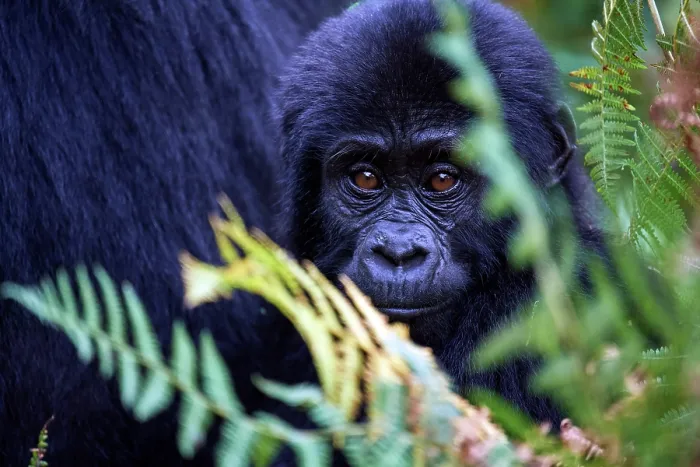 Framed Print : Mountain gorilla (Gorilla beringei beringei) infant, aged 3 months, portrait, Bwindi Impenetrable Forest National Park, Uganda. Endangered Framed Print : Mountain gorilla (Gorilla beringei beringei) infant, aged 3 months, portrait, Bwindi Impenetrable Forest National Park, Uganda. Endangered