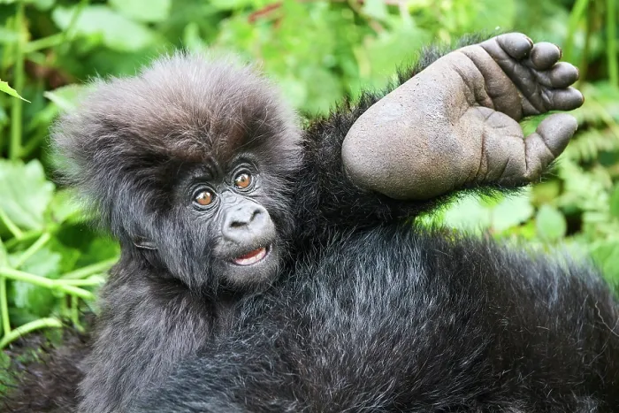 Framed Print : Mountain gorilla (Gorilla beringei beringei) infant holding its mother's foot, Volcanoes National Park, Rwanda. Endangered Framed Print : Mountain gorilla (Gorilla beringei beringei) infant holding its mother's foot, Volcanoes National Park, Rwanda. Endangered