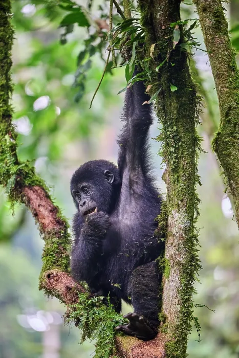 Framed Print : Mountain gorilla (Gorilla beringei beringei) juvenile, climbing in a tree, Bwindi Impenetrable Forest National Park, Uganda. Endangered Framed Print : Mountain gorilla (Gorilla beringei beringei) juvenile, climbing in a tree, Bwindi Impenetrable Forest National Park, Uganda. Endangered