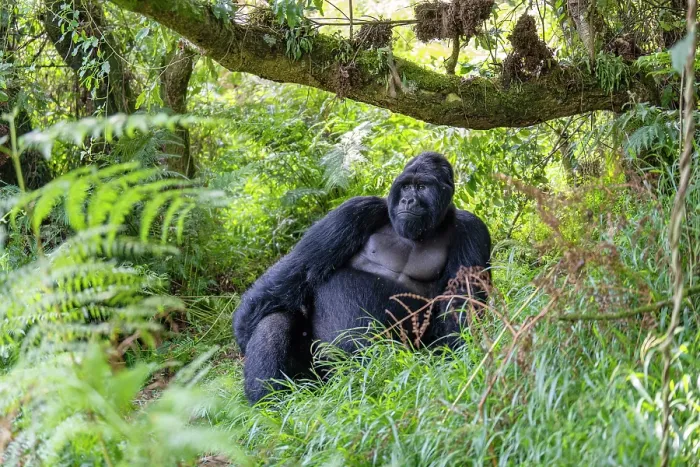 Framed Print : Mountain gorilla (Gorilla beringei beringei) silverback aged 42 years, resting under a tree, Mgahinga Gorilla National Park, Uganda. Endangered Framed Print : Mountain gorilla (Gorilla beringei beringei) silverback aged 42 years, resting under a tree, Mgahinga Gorilla National Park, Uganda. Endangered