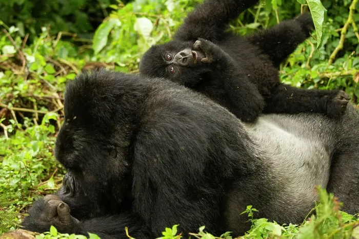 Framed Print : Mountain gorilla (Gorilla beringei beringei) silverback laying down, with infant playing on his back, Kwitonda group, Volcanoes National Park, Rwanda. Endangered Framed Print : Mountain gorilla (Gorilla beringei beringei) silverback laying down, with infant playing on his back, Kwitonda group, Volcanoes National Park, Rwanda. Endangered