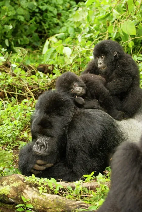 Framed Print : Mountain gorilla (Gorilla beringei beringei) silverback lying down with infants playing on his back, Kwitonda group, Volcanoes National Park, Rwanda. Endangered