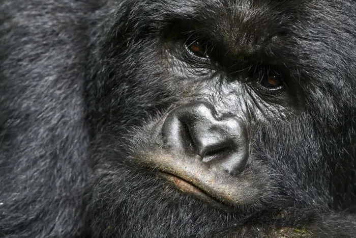 Framed Print : Mountain gorilla (Gorilla beringei beringei) silverback male, portrait, member of the Rugendo group Framed Print : Mountain gorilla (Gorilla beringei beringei) silverback male, portrait, member of the Rugendo group